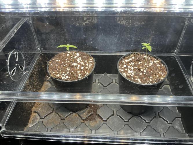 Alchemic Gardens R&D. Week 0