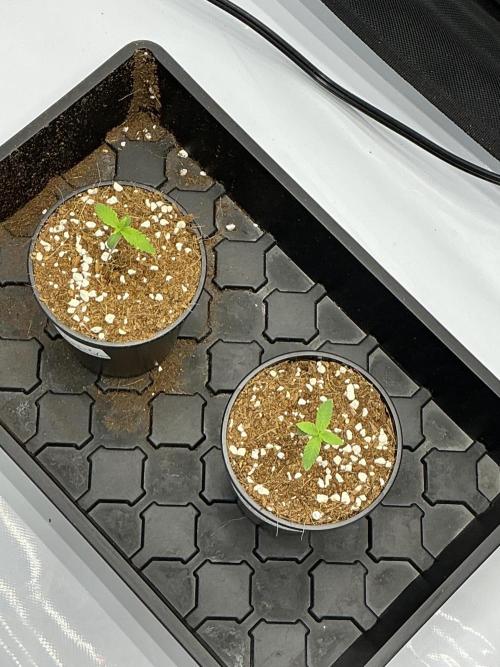 Alchemic Gardens R&D. Week 0