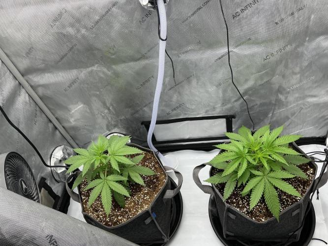 Alchemic Gardens R&D. Week 4 - Most recent photo!