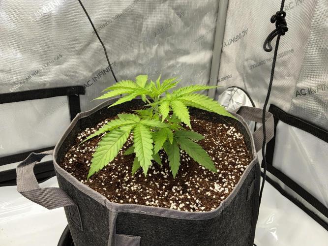 Alchemic Gardens R&D. Week 4