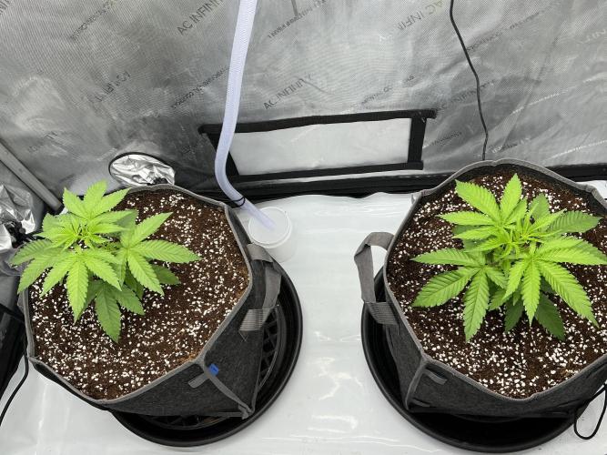 Alchemic Gardens R&D. Week 4