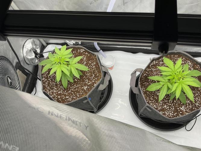 Alchemic Gardens R&D. Week 4