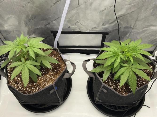 Alchemic Gardens R&D. Week 4