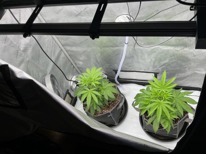 Alchemic Gardens R&D. Week 5 - Got two feeds from the last time I watered up to this point. 