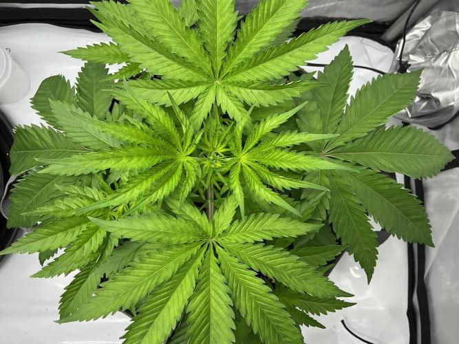 Alchemic Gardens R&D. Week 5 - Chem 51 (Chem D x Eye Candy)