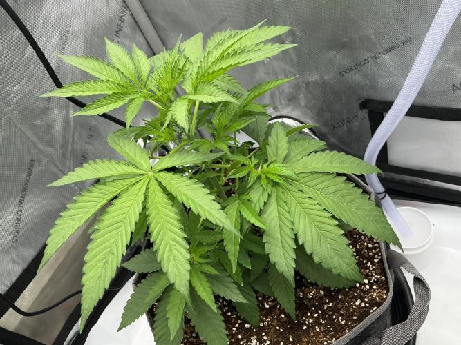 Alchemic Gardens R&D. Week 5 - Sour Trop Cherries x LCG OG (Tiki Cut)