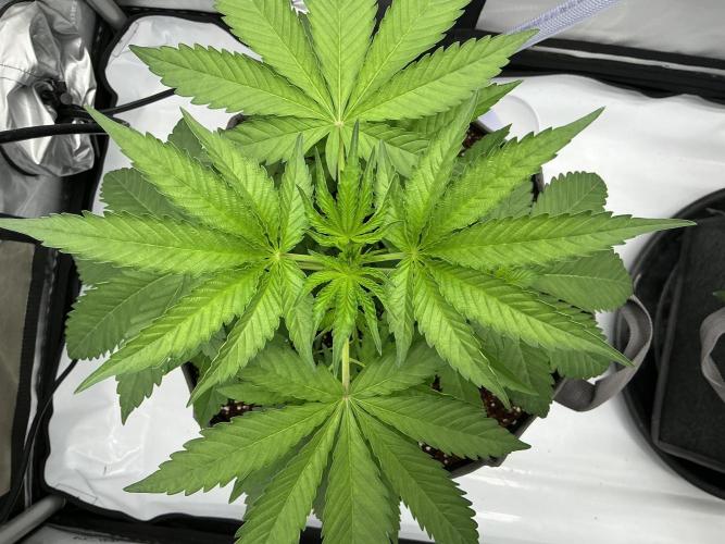 Alchemic Gardens R&D. Week 5 - Sour Trop cherries x LCG OG (Tiki Cut)