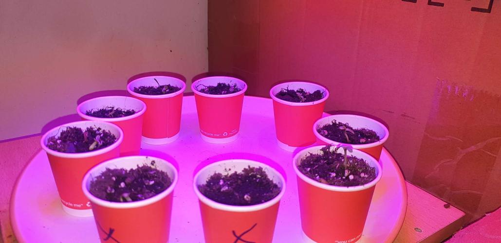 Stunted 7 and another 7 new ones. Week 1 - 1st day