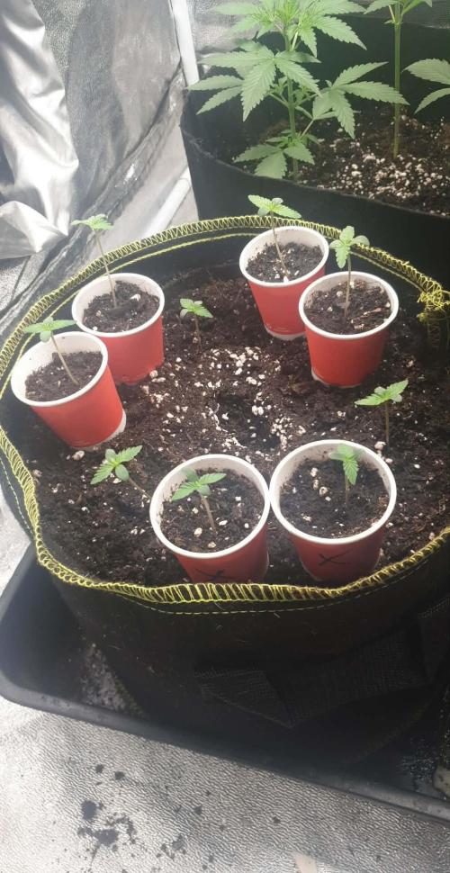 Stunted 7 and another 7 new ones. Week 1 - 2 days later