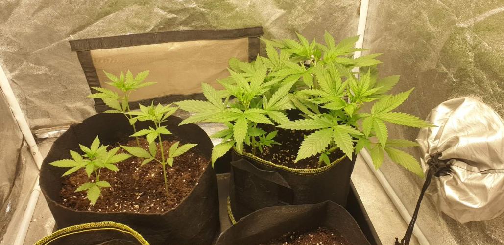 Stunted 7 and another 7 new ones. Week 1 - Stunted plants 4 in one pot 3 in the other, had to wait for soil lol