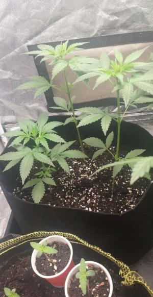 Comment by N1njaSamurai photo #2