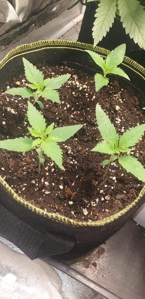 Stunted 7 and another 7 new ones. Week 2 - 1