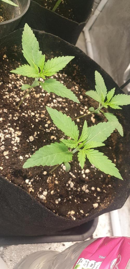 Stunted 7 and another 7 new ones. Week 2 - 1