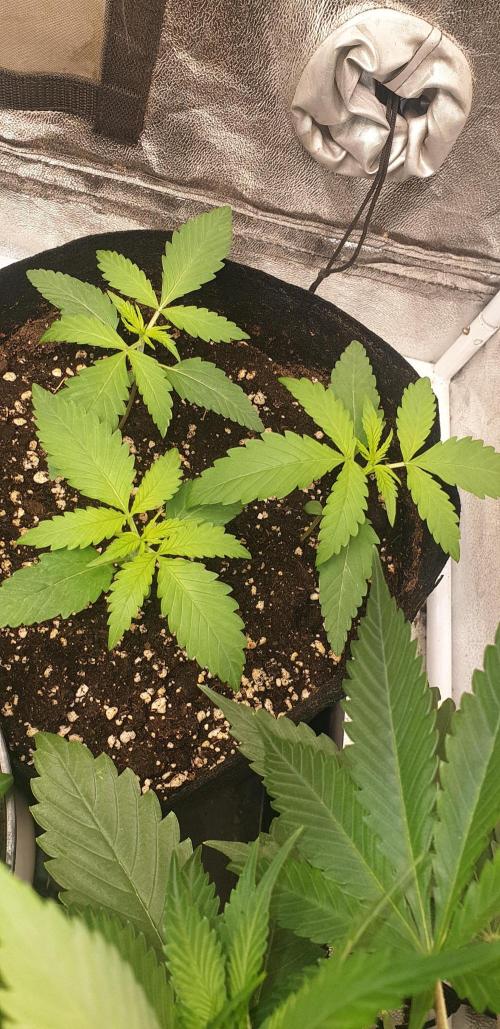 Stunted 7 and another 7 new ones. Week 2 - 3