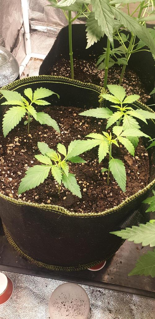 Stunted 7 and another 7 new ones. Week 2 - 3