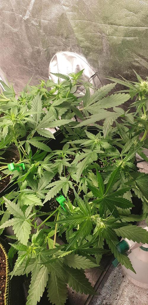 Stunted 7 and another 7 new ones. Week 2 - Other ones