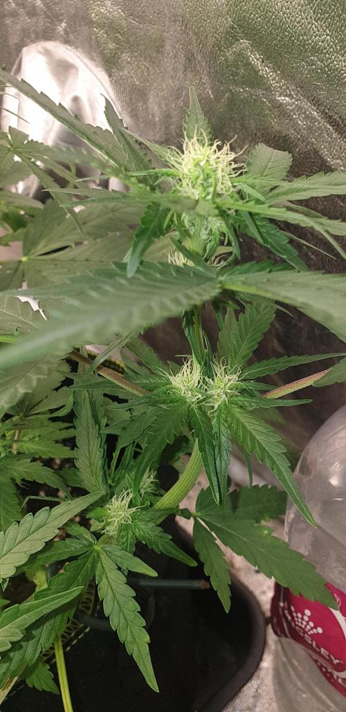 Stunted 7 and another 7 new ones. Week 2 - Other ones