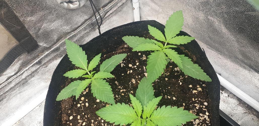 Stunted 7 and another 7 new ones. Week 2 - 2