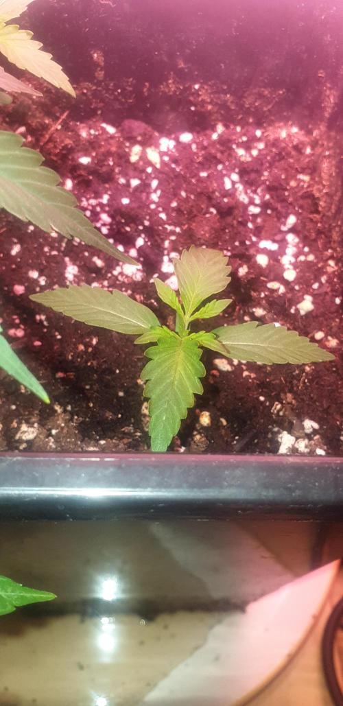 Seedman seeds northern lights auto. Week 1 - 1