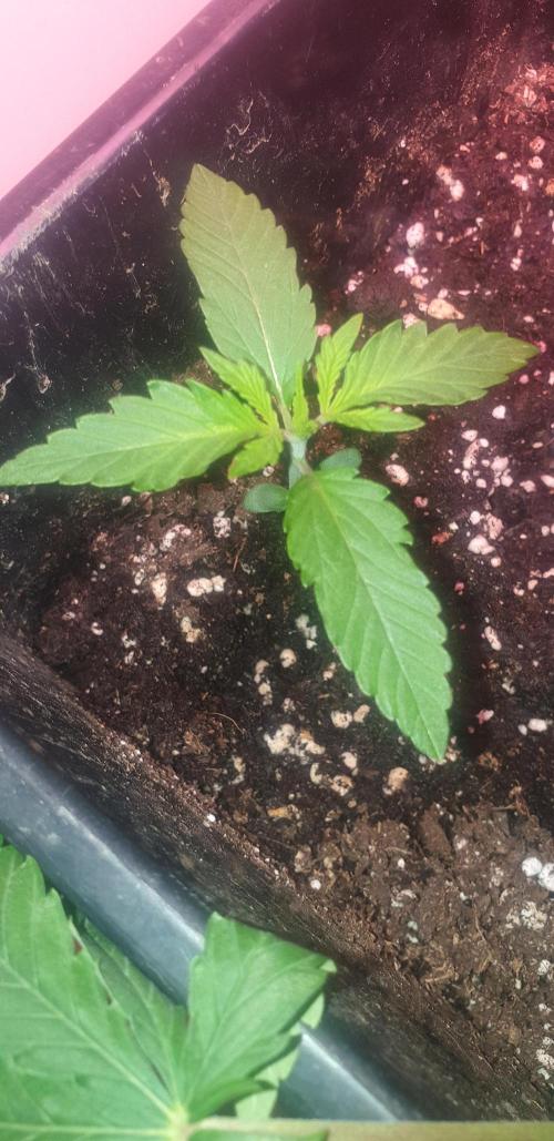Seedman seeds northern lights auto. Week 1 - 1