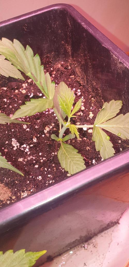 Seedman seeds northern lights auto. Week 1 - 4