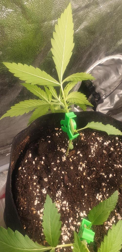 Stunted 7 and another 7 new ones. Week 3