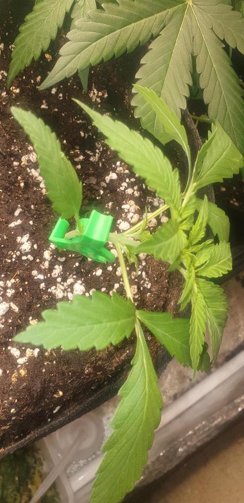 Stunted 7 and another 7 new ones. Week 3