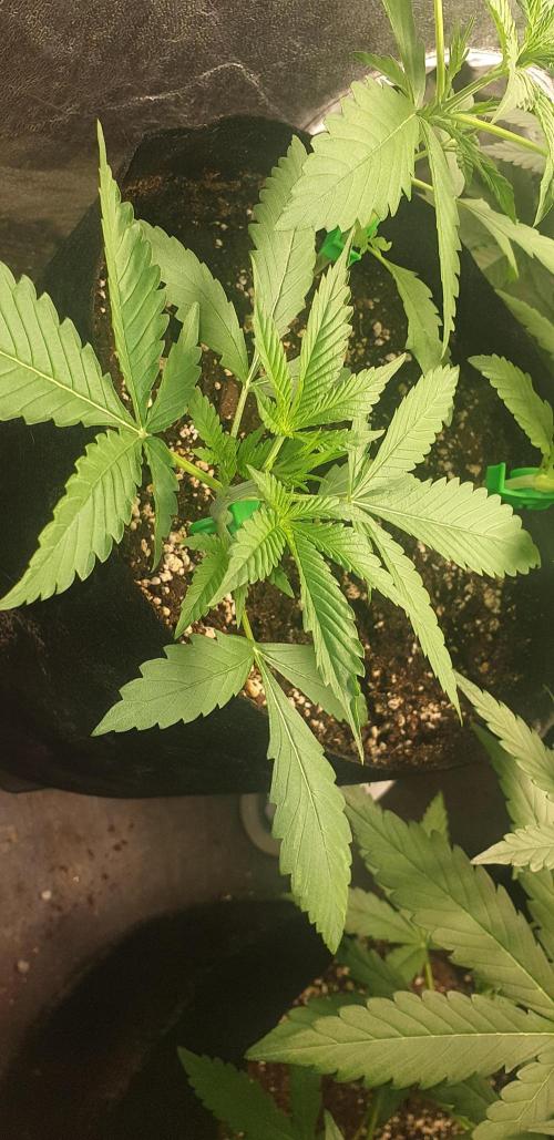 Stunted 7 and another 7 new ones. Week 3