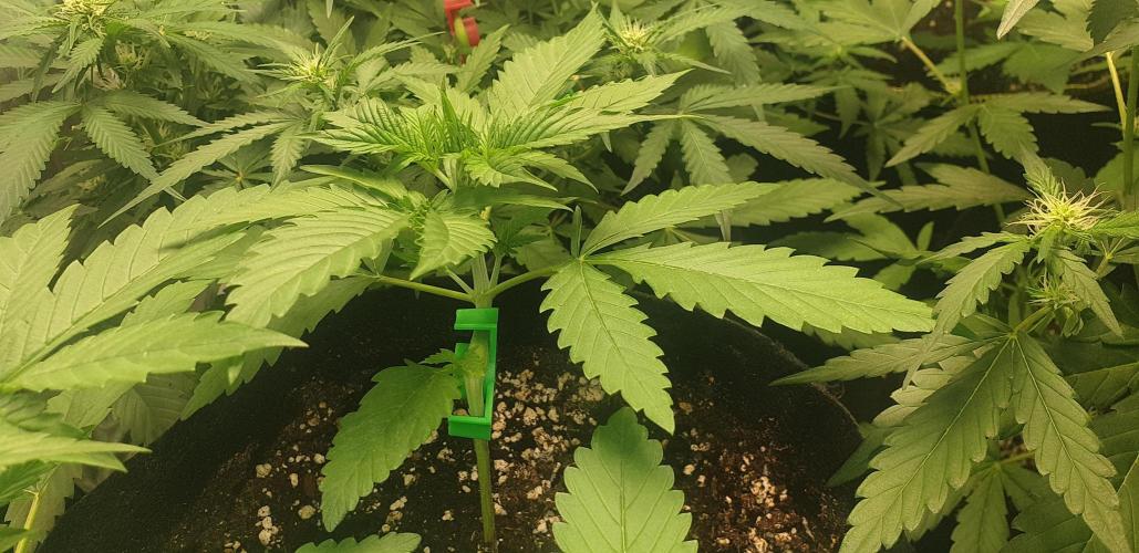 Stunted 7 and another 7 new ones. Week 3