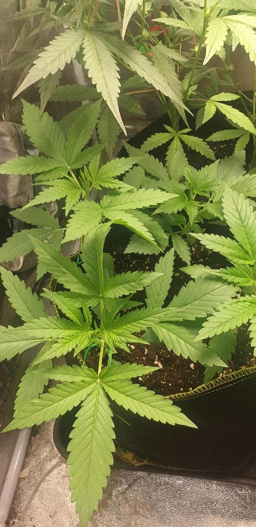 Stunted 7 and another 7 new ones. Week 3