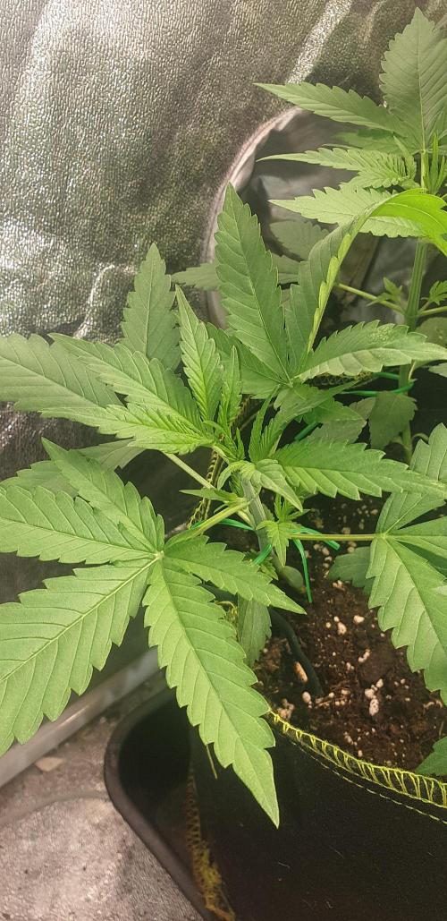 Stunted 7 and another 7 new ones. Week 3