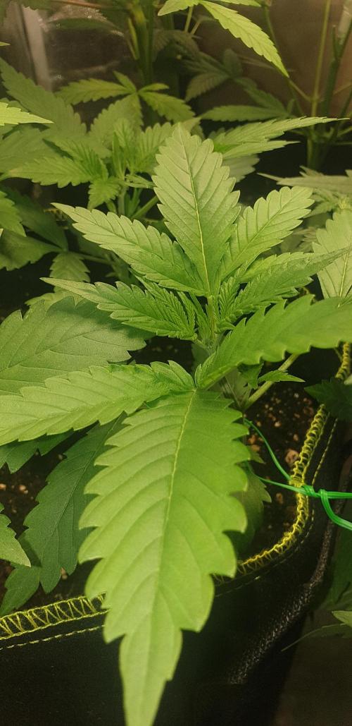 Stunted 7 and another 7 new ones. Week 3