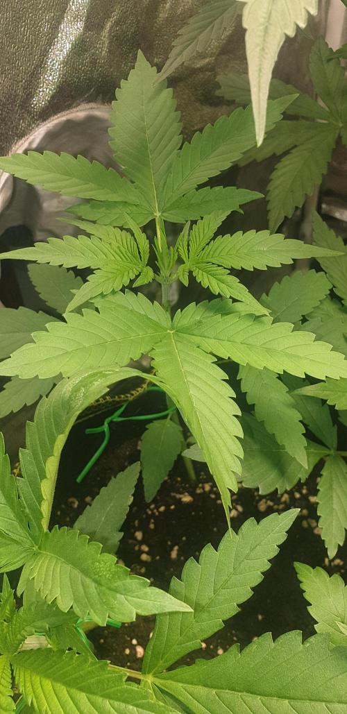 Stunted 7 and another 7 new ones. Week 3