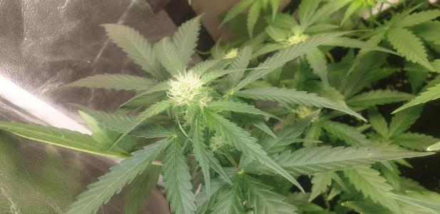 Comment by N1njaSamurai photo #1