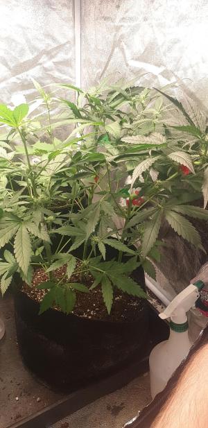 Comment by N1njaSamurai photo #2