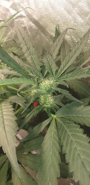 Comment by N1njaSamurai photo #3