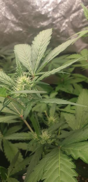 Comment by N1njaSamurai photo #4