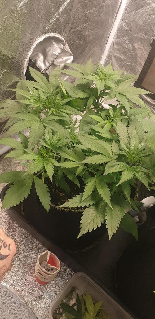 Stunted 7 and another 7 new ones. Week 4