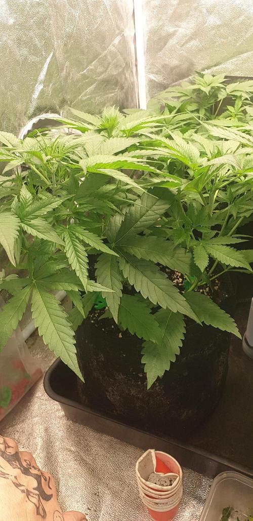 Stunted 7 and another 7 new ones. Week 4