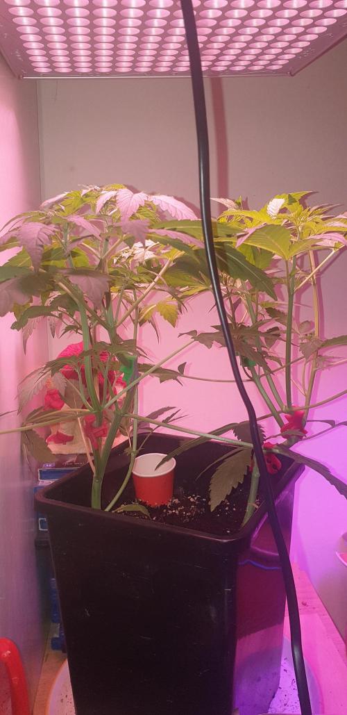 Seedman seeds northern lights auto. Week 3