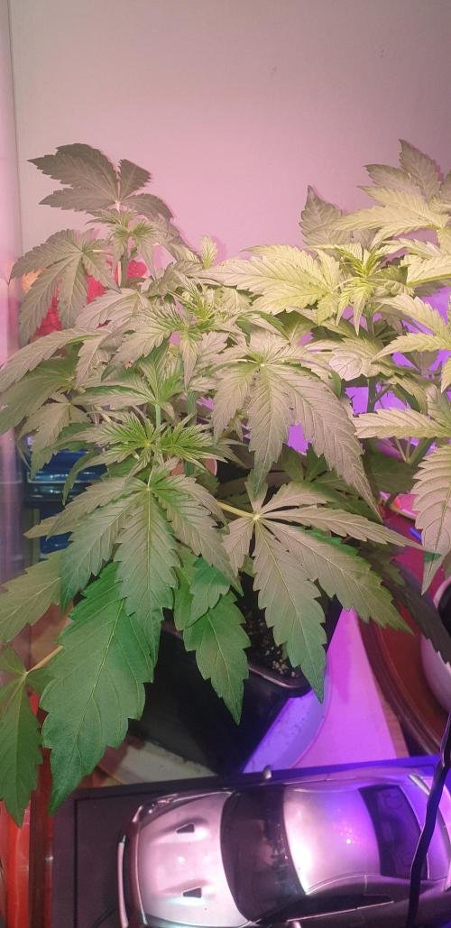 Seedman seeds northern lights auto. Week 3