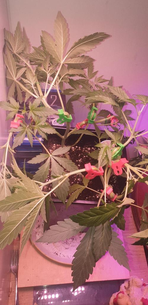 Seedman seeds northern lights auto. Week 3 - Some plant bondage done tonight lol