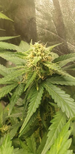 Comment by N1njaSamurai photo #1