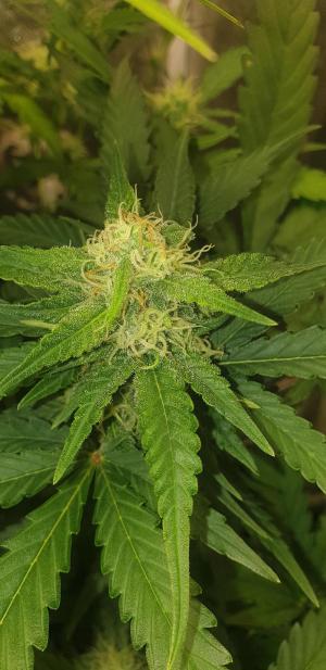 Comment by N1njaSamurai photo #2