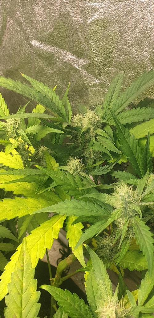 Stunted 7 and another 7 new ones. Week 4