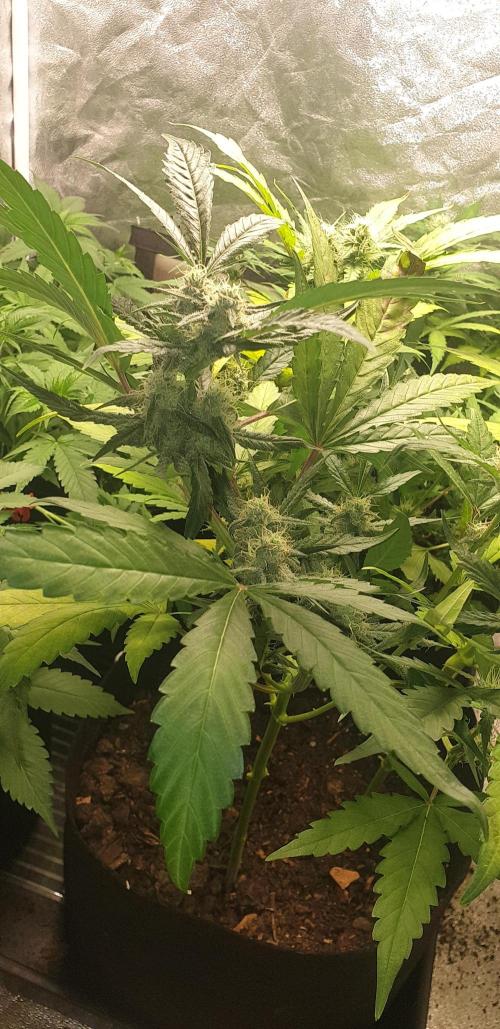 Stunted 7 and another 7 new ones. Week 4