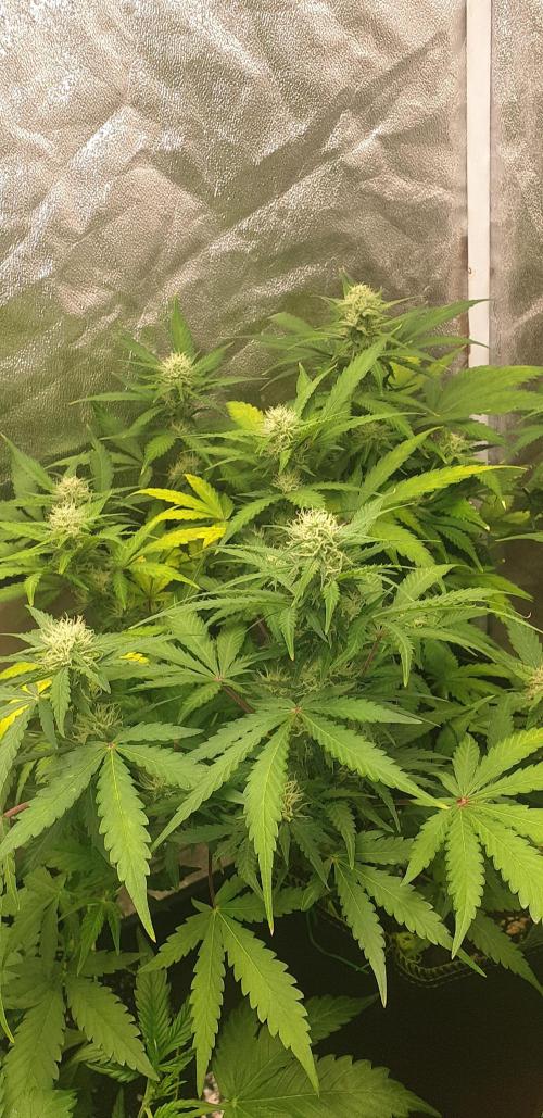 Stunted 7 and another 7 new ones. Week 4