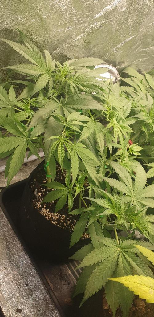 Stunted 7 and another 7 new ones. Week 4