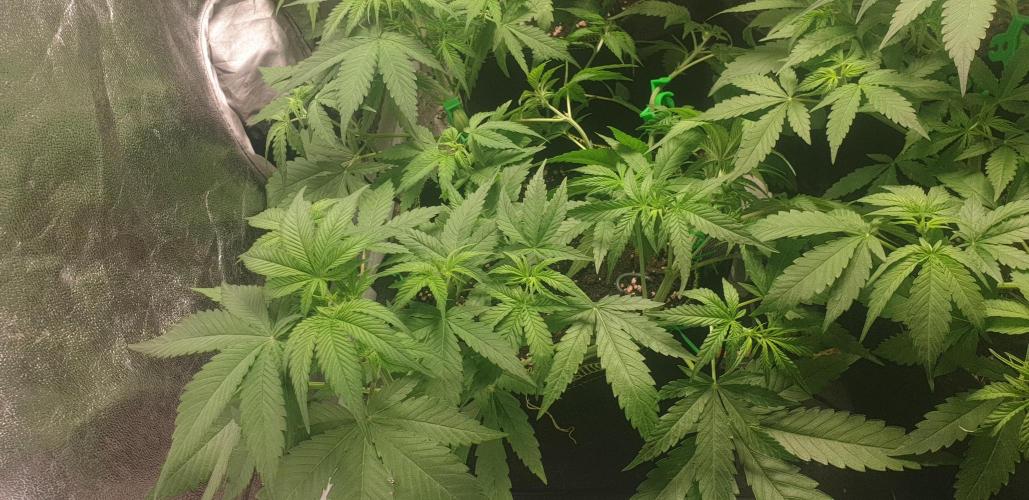 +speed auto 7 new ones, 7 older stunted. Week 5