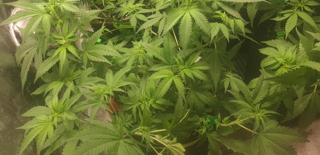 +speed auto 7 new ones, 7 older stunted. Week 5